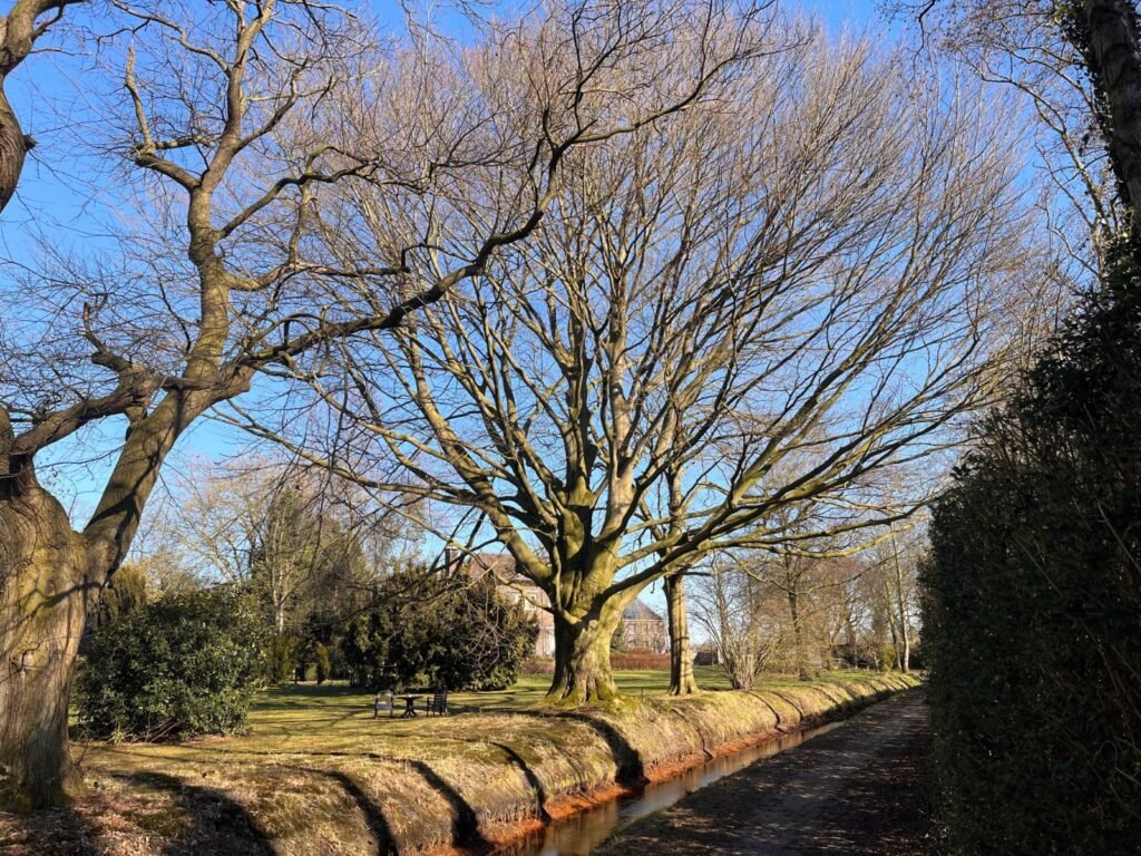 Deze boom is ouder dan de Verenigde Staten