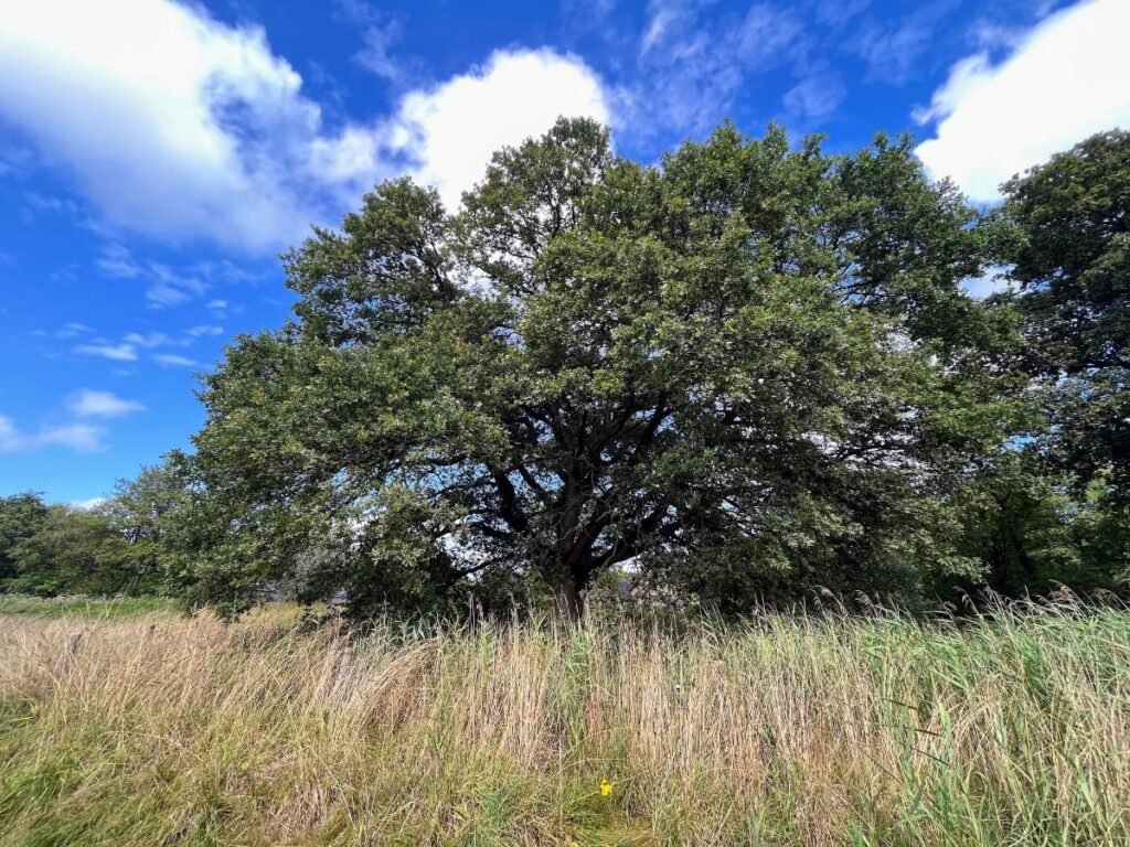 De mooiste boom van Uden