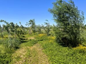 22.000 nieuwe bomen en struiken