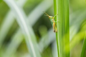 Hotels voor wilde dieren
